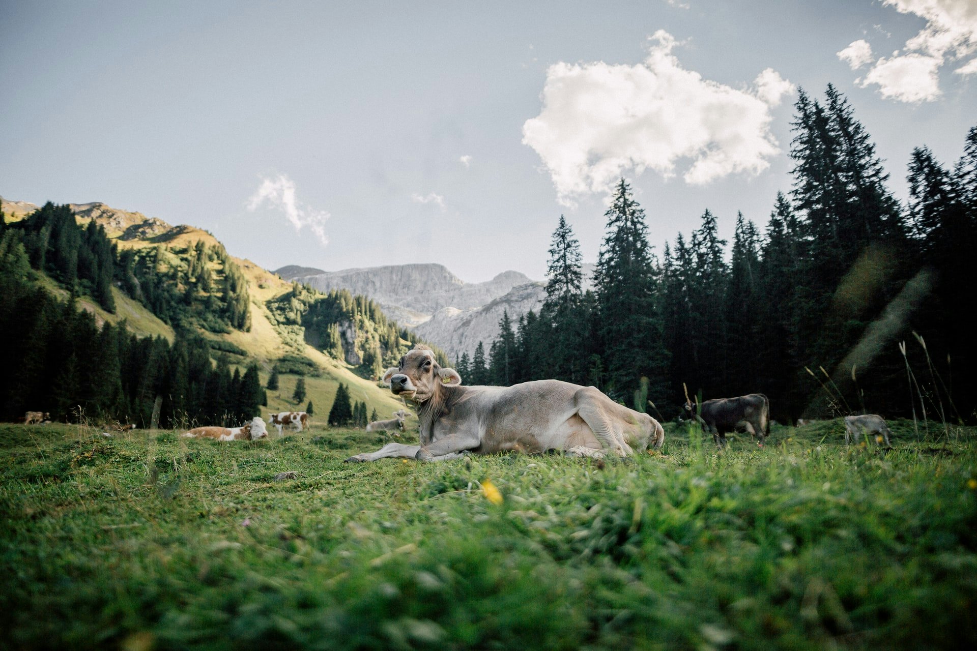 Tiere in den Alpen
