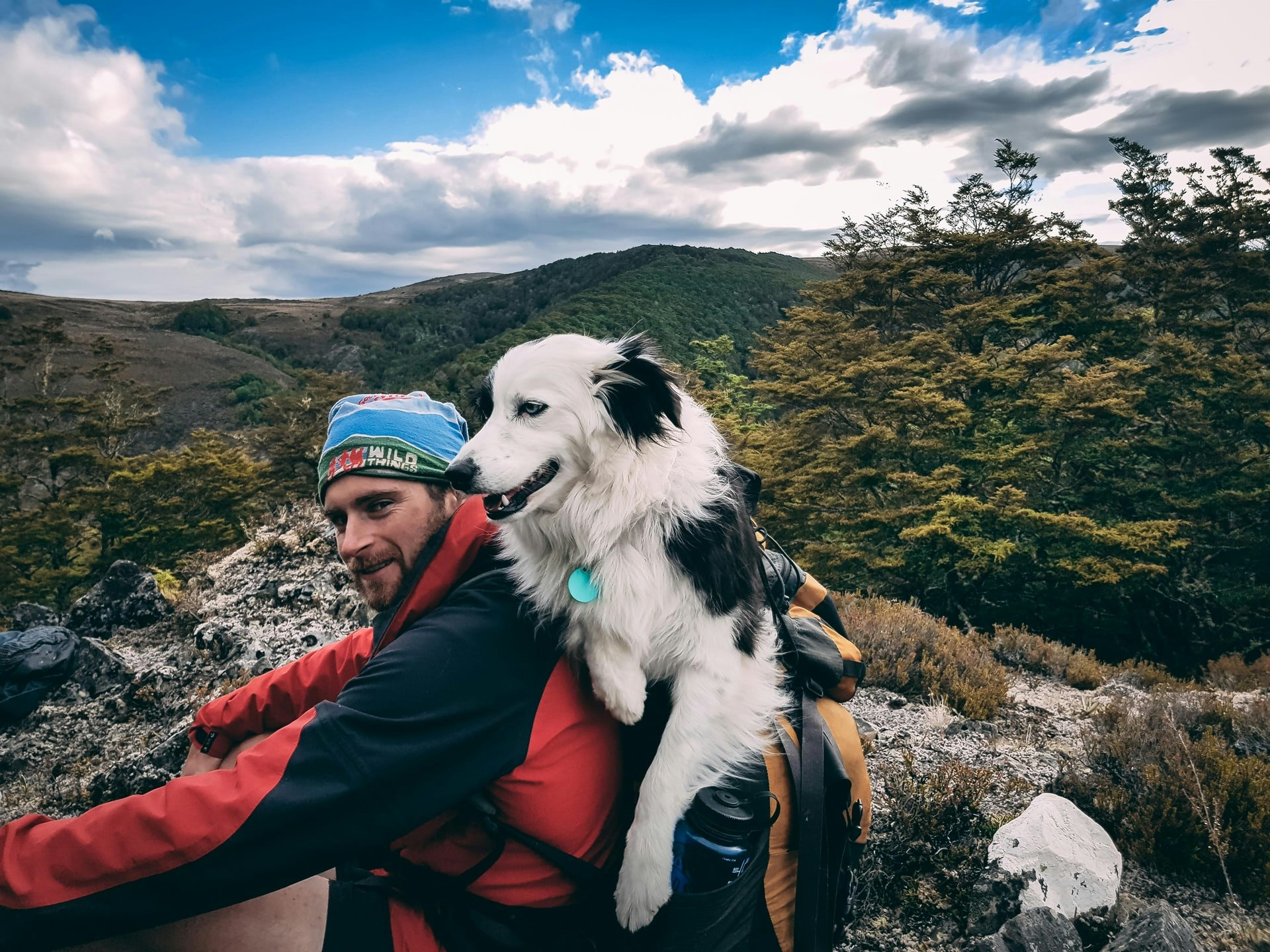 Welche Hunderassen eignen sich besonders für das Bergwandern?