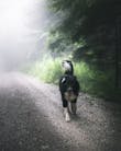 Wandern mit Hund | Ridestore Mahazin