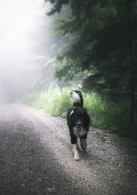 Wandern mit Hund | Ridestore Mahazin