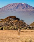 Comment faire l'ascension-du-kilimandjaro ridestore magazine